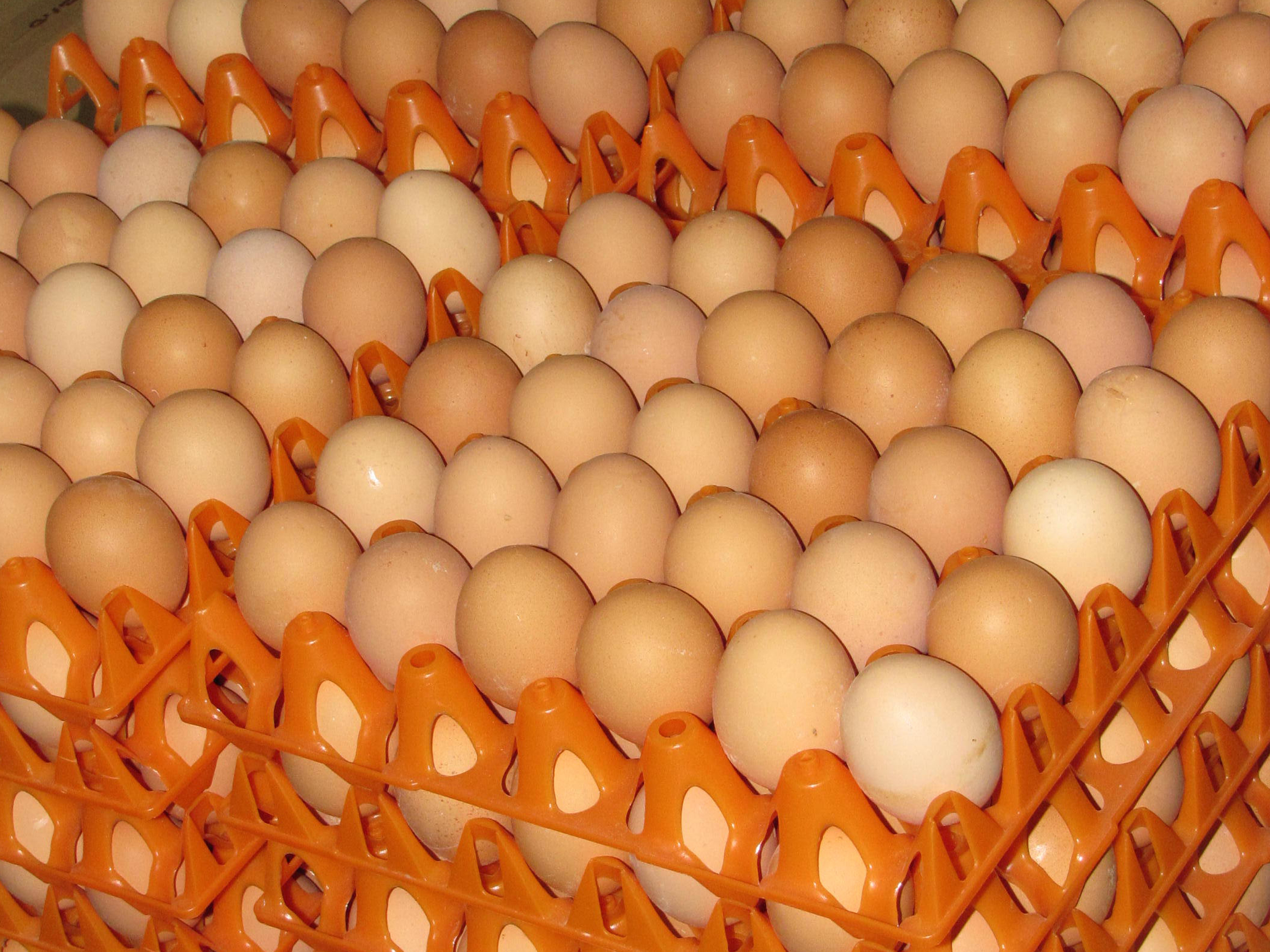 Egg Trade d.o.o. Subotica namenska industrija
